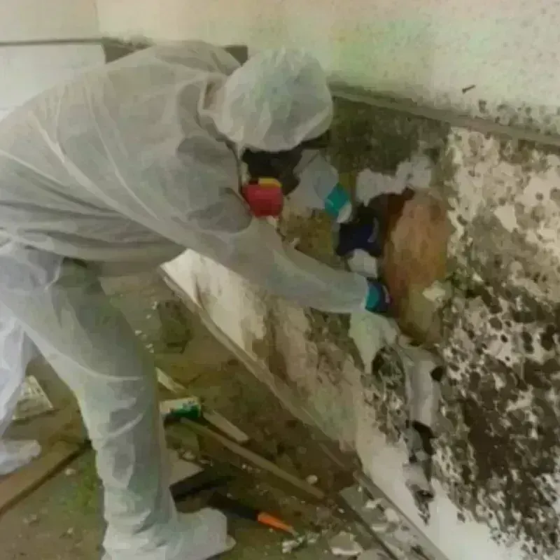 Mold Remediation and Removal in Johnson County, MO